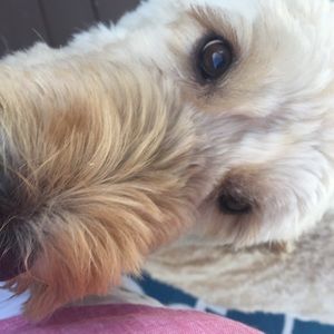 Meet your Posher, Ella